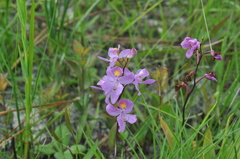 Calopogon multiflorus