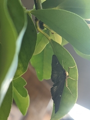 Cydalima perspectalis