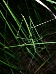 Phasmodes ranatriformis