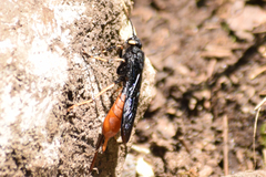 Urocerus cressoni