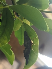 Cydalima perspectalis