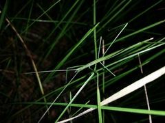 Phasmodes ranatriformis