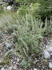 Artemisia lagocephala