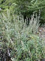 Artemisia lagocephala