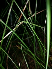 Phasmodes ranatriformis