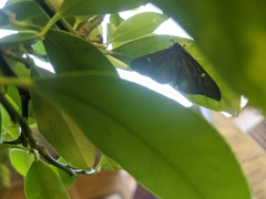 Cydalima perspectalis