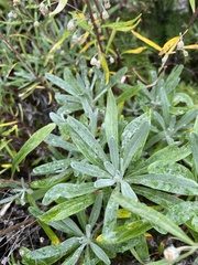 Artemisia lagocephala