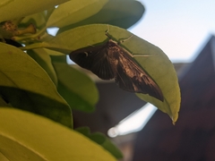 Cydalima perspectalis