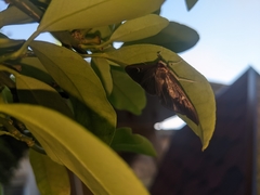 Cydalima perspectalis