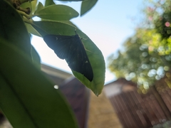 Cydalima perspectalis