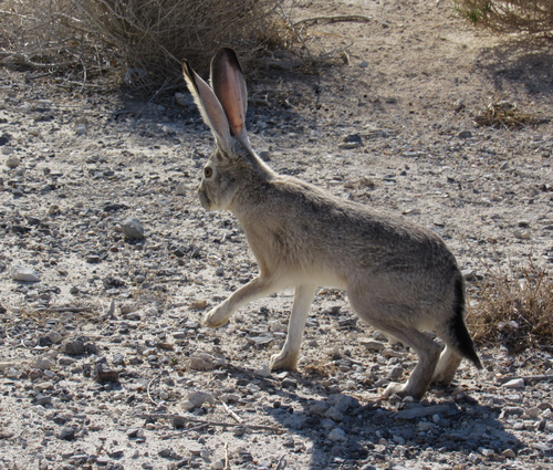 Black-tailed Jackrabbit photographed in Nevada
