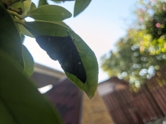 Cydalima perspectalis