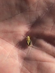 Graphocephala atropunctata