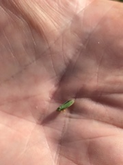 Graphocephala atropunctata