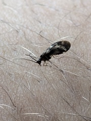 Climacia californica