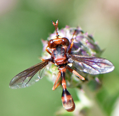 Physocephala marginata