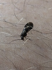 Climacia californica