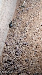 Omphrina