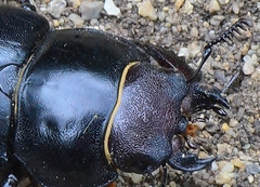 Lucanus cervus turcicus