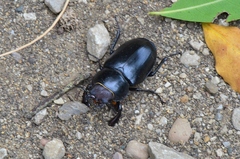 Lucanus cervus turcicus