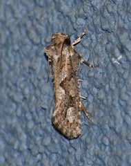 Acrolophus variabilis