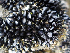 Xenostrobus neozelanicus