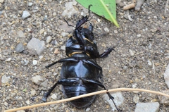 Lucanus cervus turcicus
