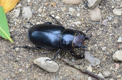 Lucanus cervus turcicus