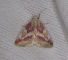 Schinia regina