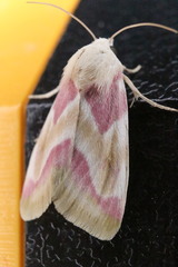 Schinia regina