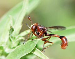 Physocephala marginata