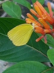 Pyrisitia dina westwoodi