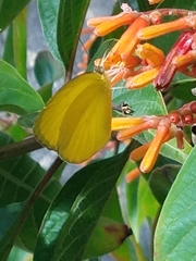 Pyrisitia dina westwoodi