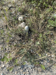 Astragalus versicolor