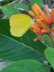 Pyrisitia dina westwoodi