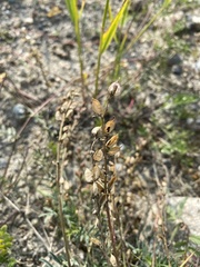 Astragalus versicolor