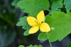 Chelidonium majus