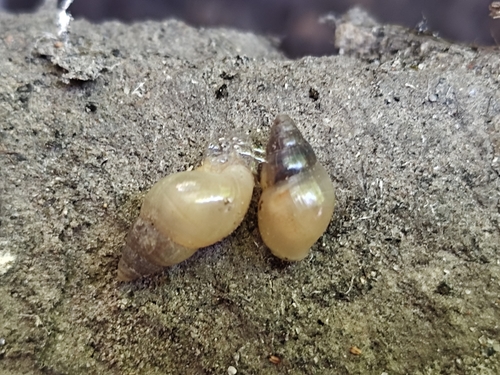 Leptinaria