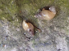 Leptinaria unilamellata