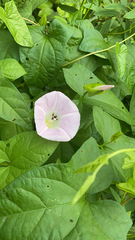 Calystegia sepium spectabilis