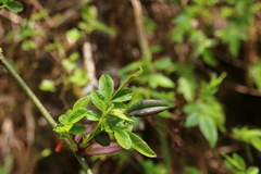 Rosa pricei
