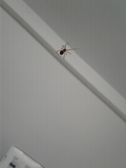 Steatoda triangulosa
