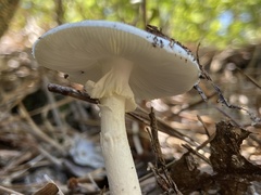 Amanita russuloides