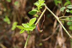 Rosa pricei