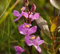 Calopogon multiflorus