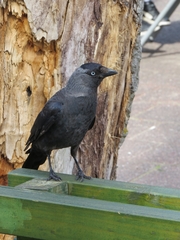 Corvus monedula