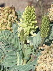 Astragalus pycnostachyus