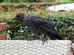 Corvus monedula