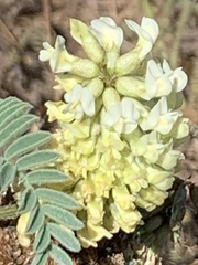 Astragalus pycnostachyus