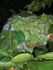 Oecophylla smaragdina